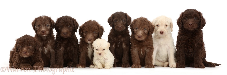 Nine Golden and Chocolate Labradoodle puppies. These puppies are all 6 weeks old, but the smaller one is a runt, white background