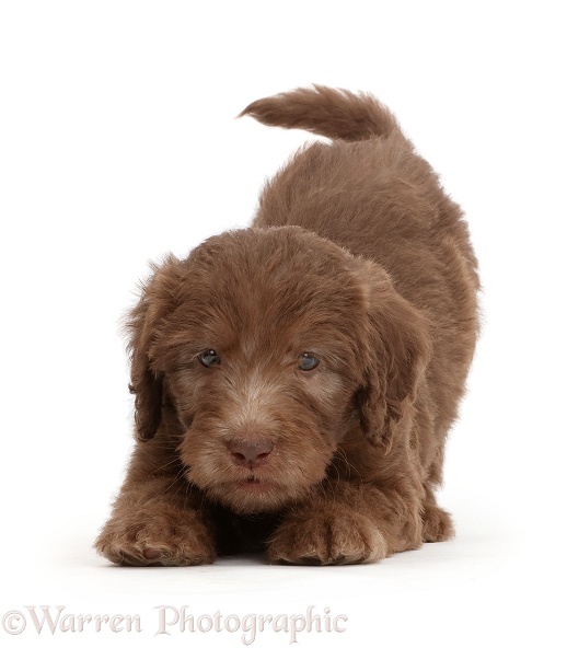Chocolate Labradoodle puppy in play-bow stance, white background