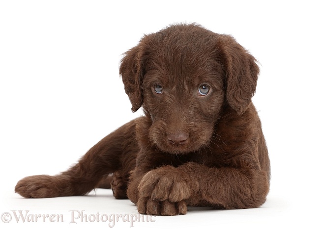 Chocolate Labradoodle puppy with crossed paws, white background