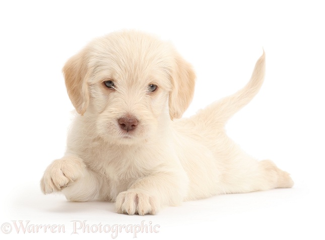 Golden Labradoodle puppy lying spread out, white background