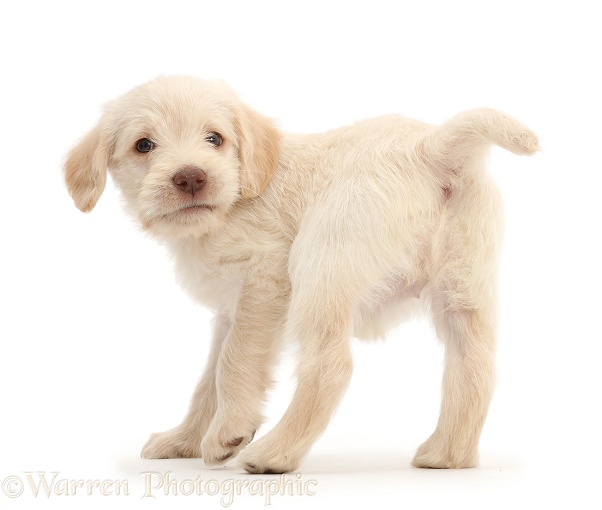 Golden Labradoodle puppy turning round, white background