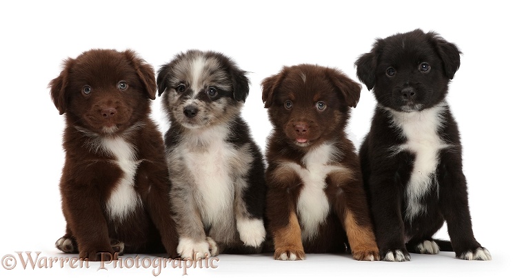 Four Mini American Shepherd puppies in a row, white background
