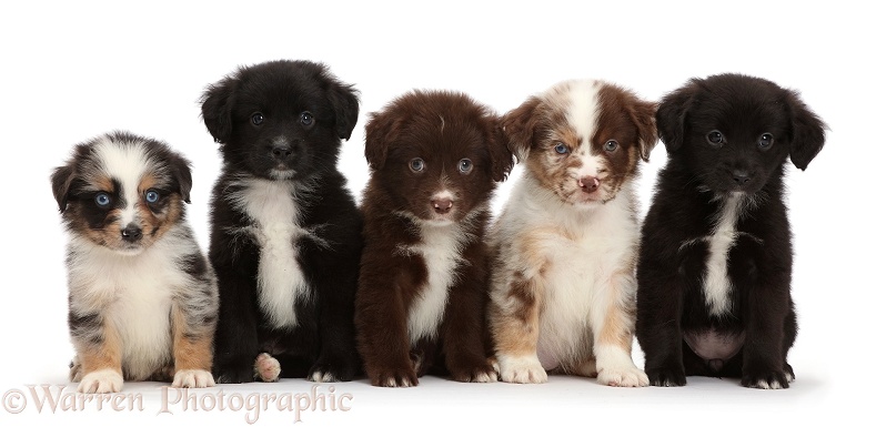 Five Mini American Shepherd puppies in a row, white background