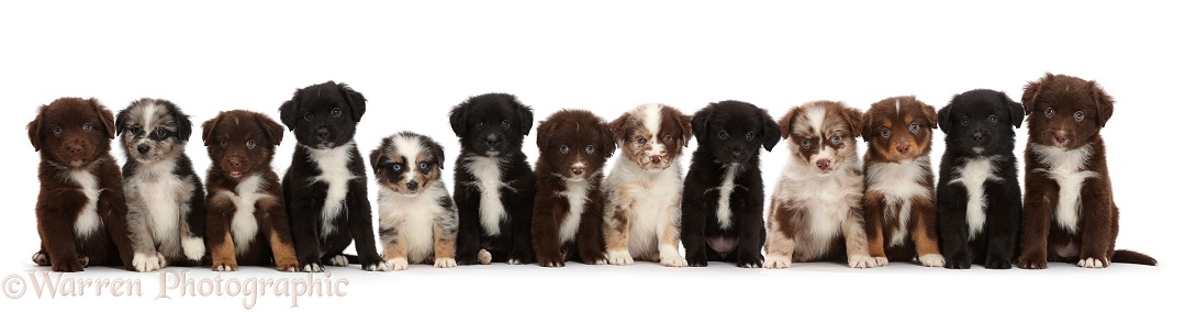 Thirteen Mini American Shepherd puppies in a row, white background