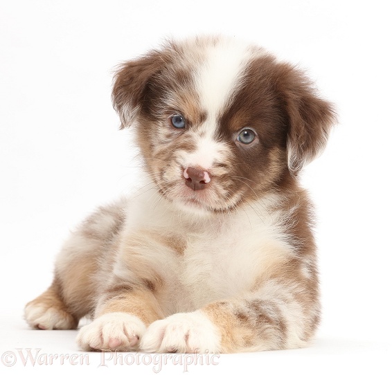 Red merle Miniature American Shepherd puppy, 5 weeks old, white background