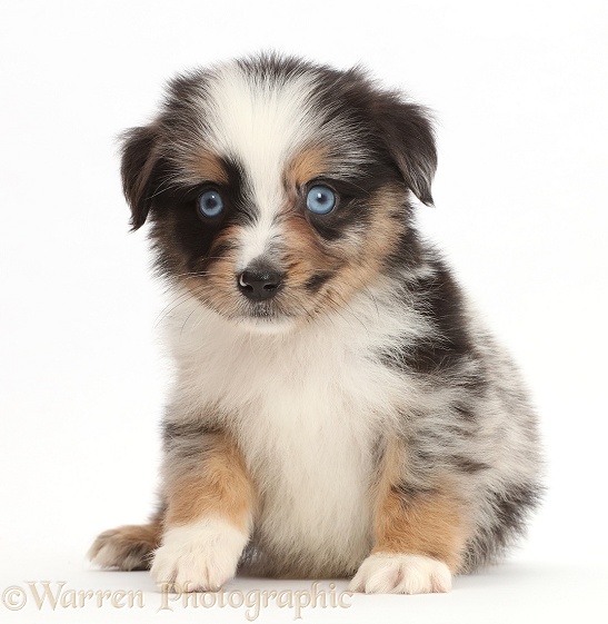 Blue-eyed tricolour merle Miniature American Shepherd puppy, 5 weeks old, white background