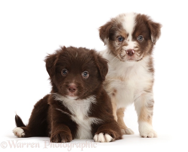Two Miniature American Shepherd puppies, 5 weeks old, white background