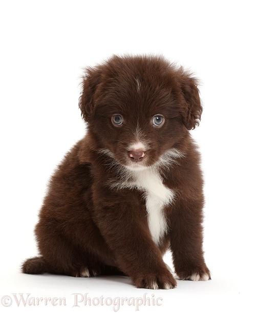 Chocolate Miniature American Shepherd puppy, 5 weeks old, white background