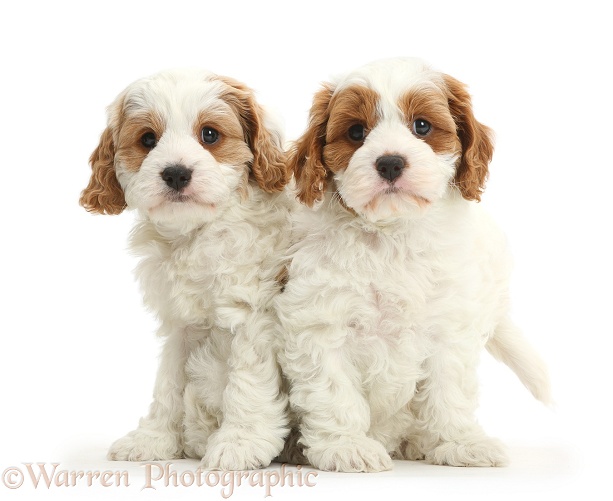 Cavapoo puppies, 6 weeks old, white background