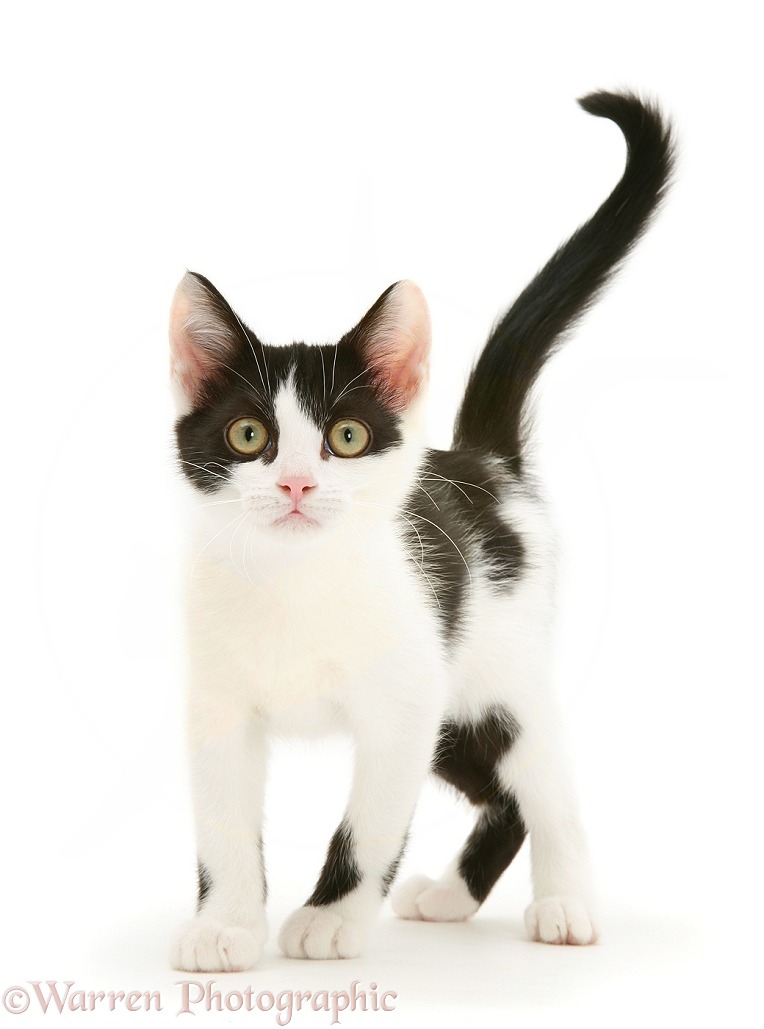 Black-and-white kitten walking, white background