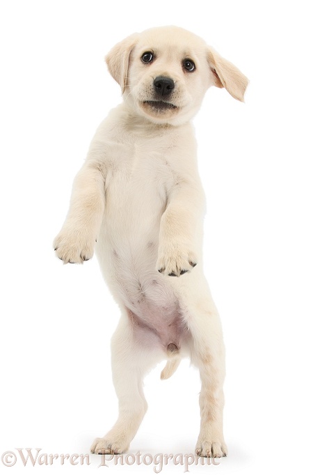 Yellow Labrador Retriever puppy, 8 weeks old, jumping up, white background