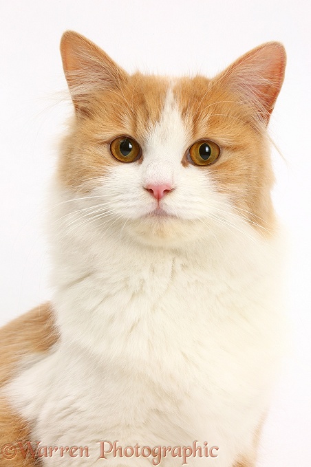 Ginger-and-white Siberian cat, white background