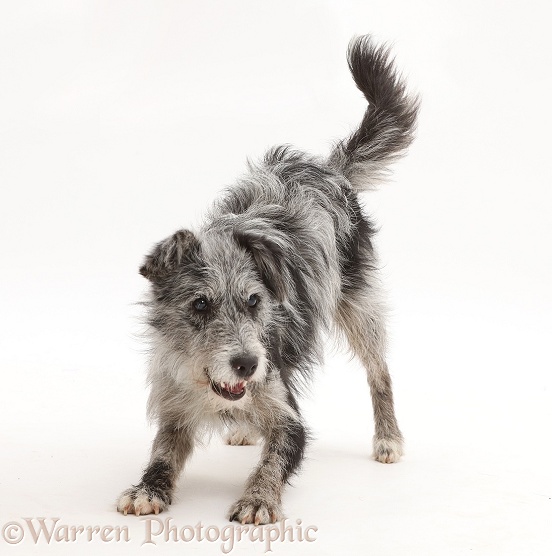 Blue merle mutt in play-bow, white background