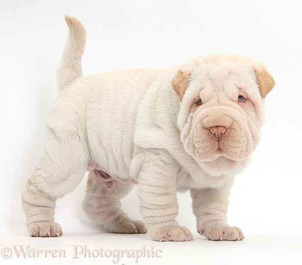 Shar Pei pup standing, white background