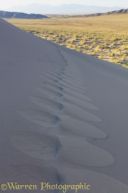 Footprints in Singing Sand Dunes.  Altyn Emel National Park, Kazakhstan