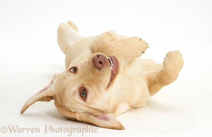 Young yellow Labrador Retriever, Millie, 7 months old, rolling over, white background