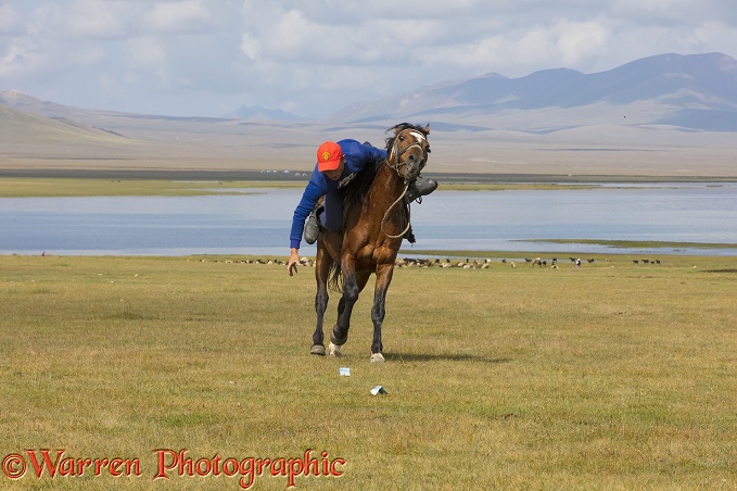 Horse rider trying to pick up money from the ground, as he canters past.  Song Kul Lake, Kyrgyzstan