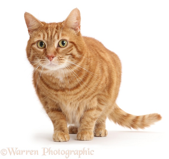 Fat Ginger cat, white background