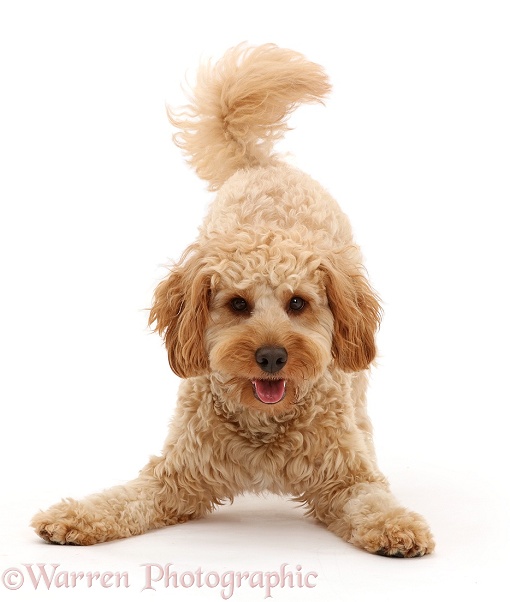 Cockapoo dog, Monty, 10 months old, in play-bow stance, white background