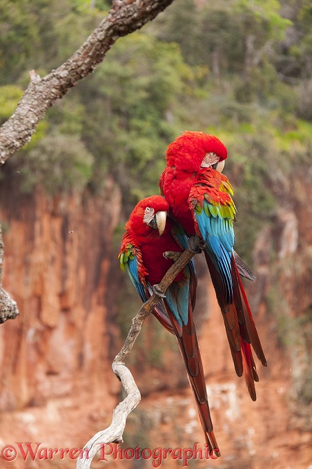 Green-winged Macaws (Ara chloroptera) preening.  South America