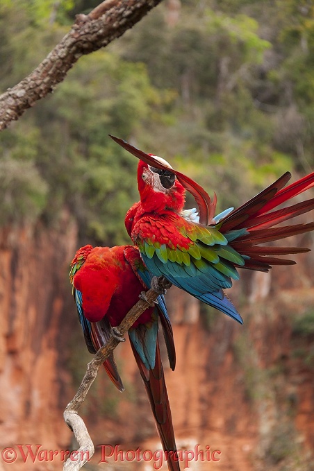 Green-winged Macaws (Ara chloroptera) preening.  South America