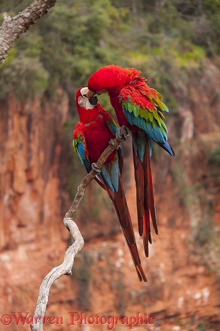 Green-winged Macaws (Ara chloroptera) kissing.  South America