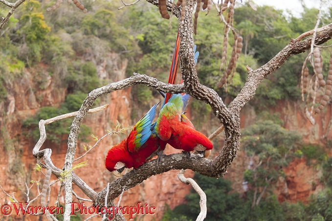 Green-winged Macaws (Ara chloroptera) mating.  South America