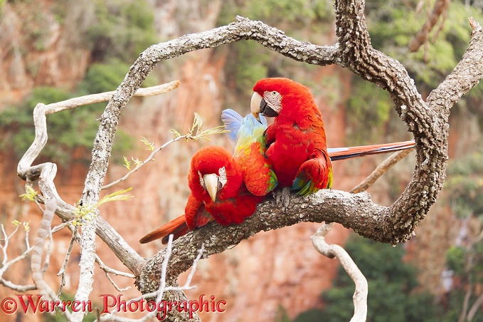 Green-winged Macaws (Ara chloroptera) mating.  South America