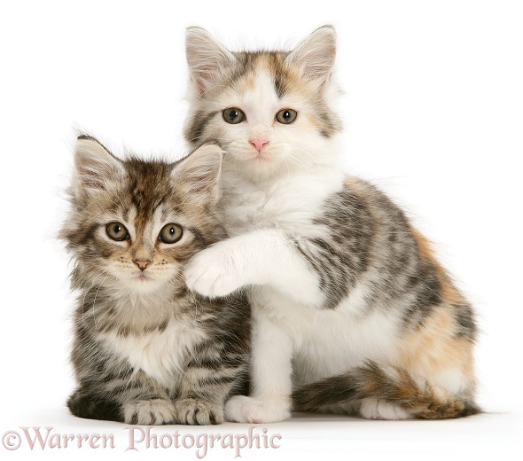 Calico and tabby Maine Coon kittens, white background