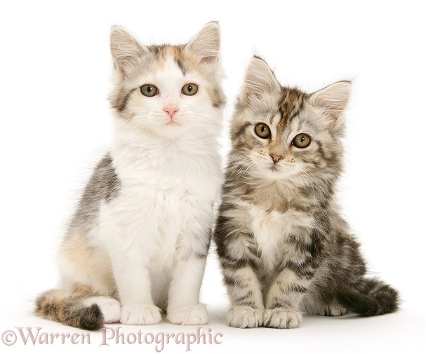 Calico and tabby Maine Coon kittens, white background
