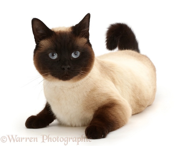 Chocolate point cat, white background