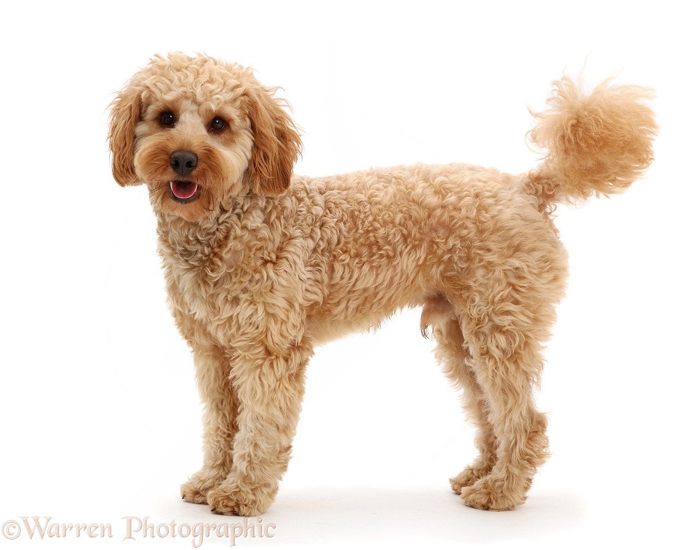 Cockapoo dog, Monty, 10 months old, standing, white background