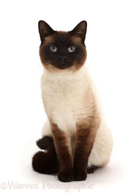 Chocolate point cat, white background