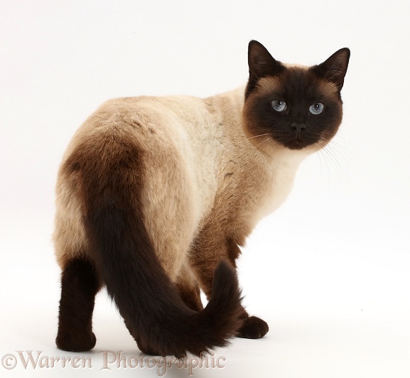 Chocolate point cat standing and looking round, white background
