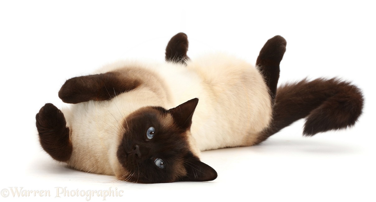 Chocolate point cat rolling playfully, white background