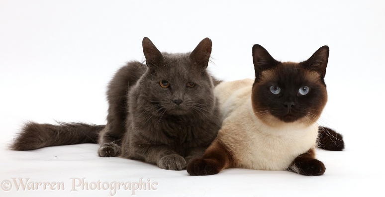 Chocolate point and shaggy grey cats, white background