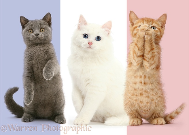 Tricolour French flag cats, white background