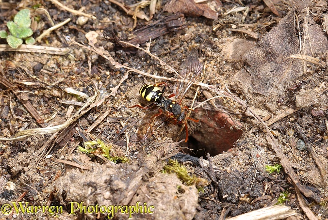 Cuckoo Bee (Nomada ruficornis) entering burrow of Mining Bee (Andrena bimaculata)