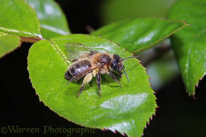 Large Gorse Mining Bee (Andrena bimaculata) on rose leaf