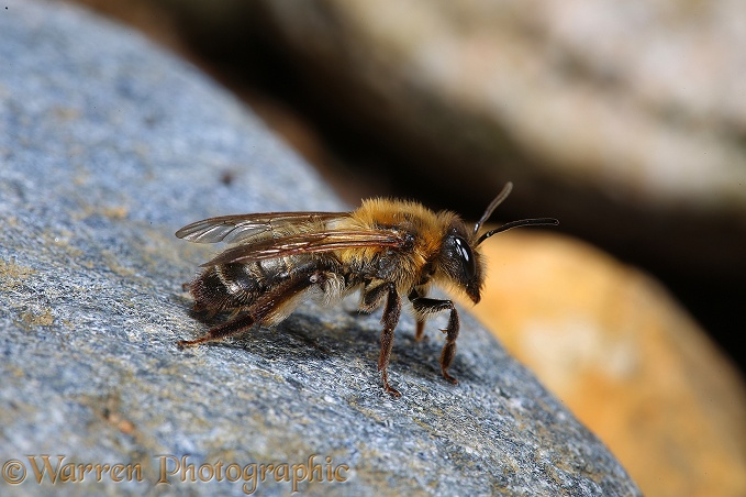 Large Gorse Mining Bee (Andrena bimaculata)