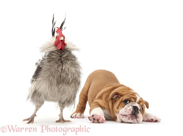 Cute Bulldog pup, 8 weeks old, in play-bow with Serama cockerel, white background