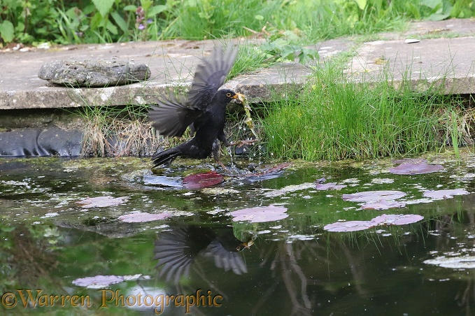 Blackbird (Turdus merula) male fishing for newts in a pond