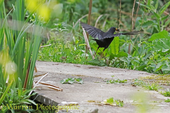 Blackbird (Turdus merula) male flying off with newt it has caught in a pond