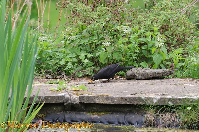 Blackbird (Turdus merula) male killing a newt it has caught in a pond
