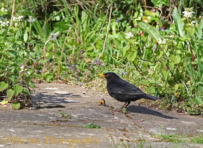 Blackbird (Turdus merula) male with newt it has caught in a pond