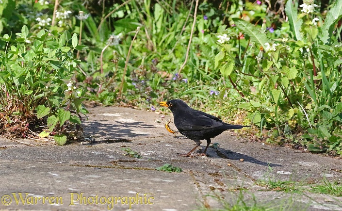 Blackbird (Turdus merula) male with newt it has caught in a pond