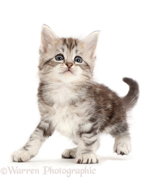 Silver tabby kitten, white background