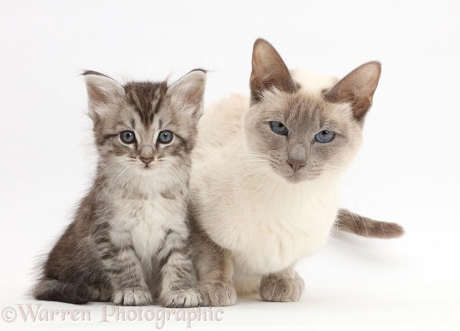 Silver tabby kitten with his Birman-cross mother, white background