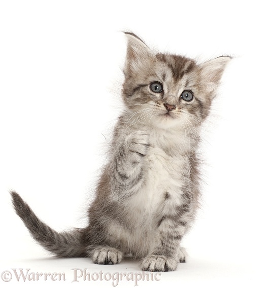 Silver tabby kitten with raised paw, white background