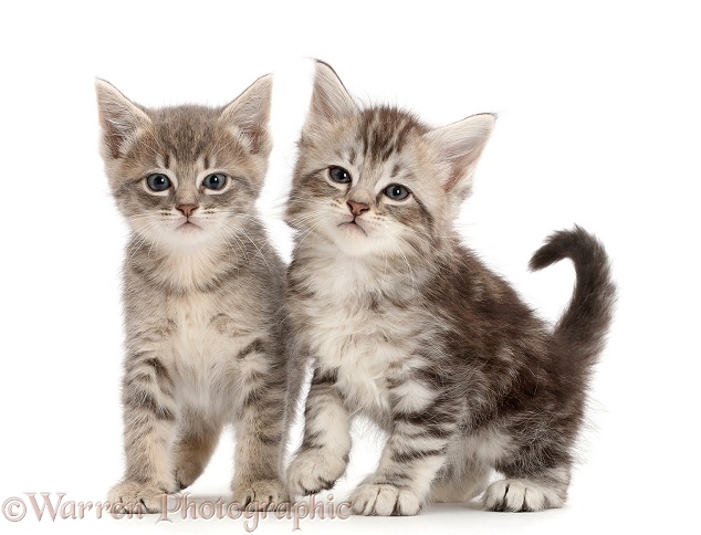 Silver tabby kittens, white background